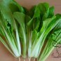 Brassica Campestris, Bok Choy White Cabbage Seed 5000 PCS, Pak Choi Xiao Baicai