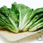 Brassica Campestris, Bok Choy White Cabbage Seed 5000 PCS, Pak Choi Xiao Baicai