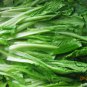 Brassica Campestris, Bok Choy White Cabbage Seed 5000 PCS, Pak Choi Xiao Baicai