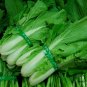 Brassica Campestris, Bok Choy White Cabbage Seed 5000 PCS, Pak Choi Xiao Baicai