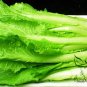 Brassica Campestris, Bok Choy White Cabbage Seed 5000 PCS, Pak Choi Xiao Baicai