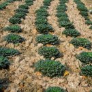 Brassica Cabbage, Brassicaceae Variety Seed 5000 PCS, Wu Ta Cai