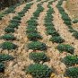 Brassica Cabbage, Brassicaceae Variety Seed 5000 PCS, Wu Ta Cai