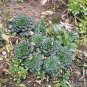 Brassica Cabbage, Brassicaceae Variety Seed 5000 PCS, Wu Ta Cai