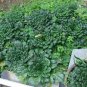 Brassica Cabbage, Brassicaceae Variety Seed 5000 PCS, Wu Ta Cai