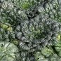 Brassica Cabbage, Brassicaceae Variety Seed 5000 PCS, Wu Ta Cai