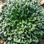 Brassica Cabbage, Brassicaceae Variety Seed 5000 PCS, Wu Ta Cai