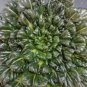 Brassica Cabbage, Brassicaceae Variety Seed 5000 PCS, Wu Ta Cai