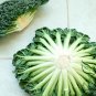 Brassica Cabbage, Brassicaceae Variety Seed 5000 PCS, Wu Ta Cai