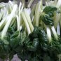 Brassica Cabbage, Brassicaceae Variety Seed 5000 PCS, Wu Ta Cai