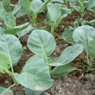 Brassica Alboglabra, Chinese Kale Gai Lan Seed 3000 PCS, Jie Lan