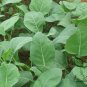 Brassica Alboglabra, Chinese Kale Gai Lan Seed 3000 PCS, Jie Lan