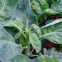 Brassica Alboglabra, Chinese Kale Gai Lan Seed 3000 PCS, Jie Lan