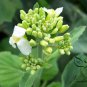 Brassica Alboglabra, Chinese Kale Gai Lan Seed 3000 PCS, Jie Lan
