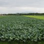 Brassica Alboglabra, Chinese Kale Gai Lan Seed 3000 PCS, Jie Lan