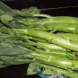 Brassica Alboglabra, Chinese Kale Gai Lan Seed 3000 PCS, Jie Lan