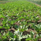 Beta Vulgaris, Garden Beet Seed 1000 PCS, Sugar Beet Tian Cai