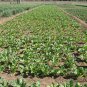 Beta Vulgaris, Garden Beet Seed 1000 PCS, Sugar Beet Tian Cai