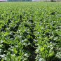 Beta Vulgaris, Garden Beet Seed 1000 PCS, Sugar Beet Tian Cai