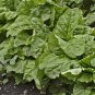 Beta Vulgaris, Garden Beet Seed 1000 PCS, Sugar Beet Tian Cai