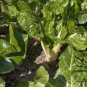 Beta Vulgaris, Garden Beet Seed 1000 PCS, Sugar Beet Tian Cai