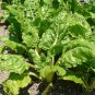 Beta Vulgaris, Garden Beet Seed 1000 PCS, Sugar Beet Tian Cai
