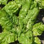 Beta Vulgaris, Garden Beet Seed 1000 PCS, Sugar Beet Tian Cai