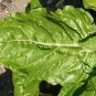 Beta Vulgaris, Garden Beet Seed 1000 PCS, Sugar Beet Tian Cai