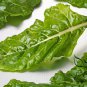 Beta Vulgaris, Garden Beet Seed 1000 PCS, Sugar Beet Tian Cai