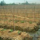 Benincasa Hispida, Winter Gourd Seed 500 PCS, Winter Melon Hei Pi Donggua