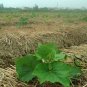 Benincasa Hispida, Winter Gourd Seed 500 PCS, Winter Melon Hei Pi Donggua