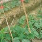 Benincasa Hispida, Winter Gourd Seed 500 PCS, Winter Melon Hei Pi Donggua