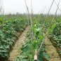 Benincasa Hispida, Winter Gourd Seed 500 PCS, Winter Melon Hei Pi Donggua