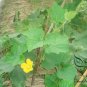 Benincasa Hispida, Winter Gourd Seed 500 PCS, Winter Melon Hei Pi Donggua