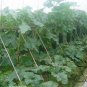 Benincasa Hispida, Winter Gourd Seed 500 PCS, Winter Melon Hei Pi Donggua