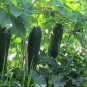 Benincasa Hispida, Winter Gourd Seed 500 PCS, Winter Melon Hei Pi Donggua