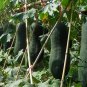 Benincasa Hispida, Winter Gourd Seed 500 PCS, Winter Melon Hei Pi Donggua