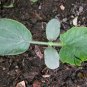 Benincasa Hispida, Ash Gourd Seed 500 PCS, Wax Gourd Xiao Donggua