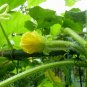 Benincasa Hispida, Ash Gourd Seed 500 PCS, Wax Gourd Xiao Donggua