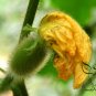 Benincasa Hispida, Ash Gourd Seed 500 PCS, Wax Gourd Xiao Donggua