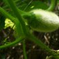 Benincasa Hispida, Ash Gourd Seed 500 PCS, Wax Gourd Xiao Donggua