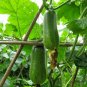 Benincasa Hispida, Ash Gourd Seed 500 PCS, Wax Gourd Xiao Donggua