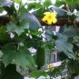 Benincasa Hispida, Ash Gourd Seed 500 PCS, Wax Gourd Xiao Donggua