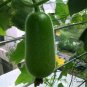 Benincasa Hispida, Ash Gourd Seed 500 PCS, Wax Gourd Xiao Donggua