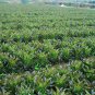 Asparagus Lettuce, Lactuca Sativa Seed 5000 PCS, Lettuce Zi Pi Wo Ju