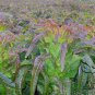 Asparagus Lettuce, Lactuca Sativa Seed 5000 PCS, Lettuce Zi Pi Wo Ju