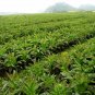 Asparagus Lettuce, Lactuca Sativa Seed 5000 PCS, Lettuce Zi Pi Wo Ju