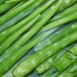 Asparagus Lettuce, Lactuca Sativa Seed 5000 PCS, Lettuce Zi Pi Wo Ju