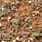 Amaranthus Mangostanus, Red Amaranth Seed 20000 PCS, Hong Xiancai