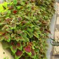 Amaranthus Mangostanus, Red Amaranth Seed 20000 PCS, Hong Xiancai